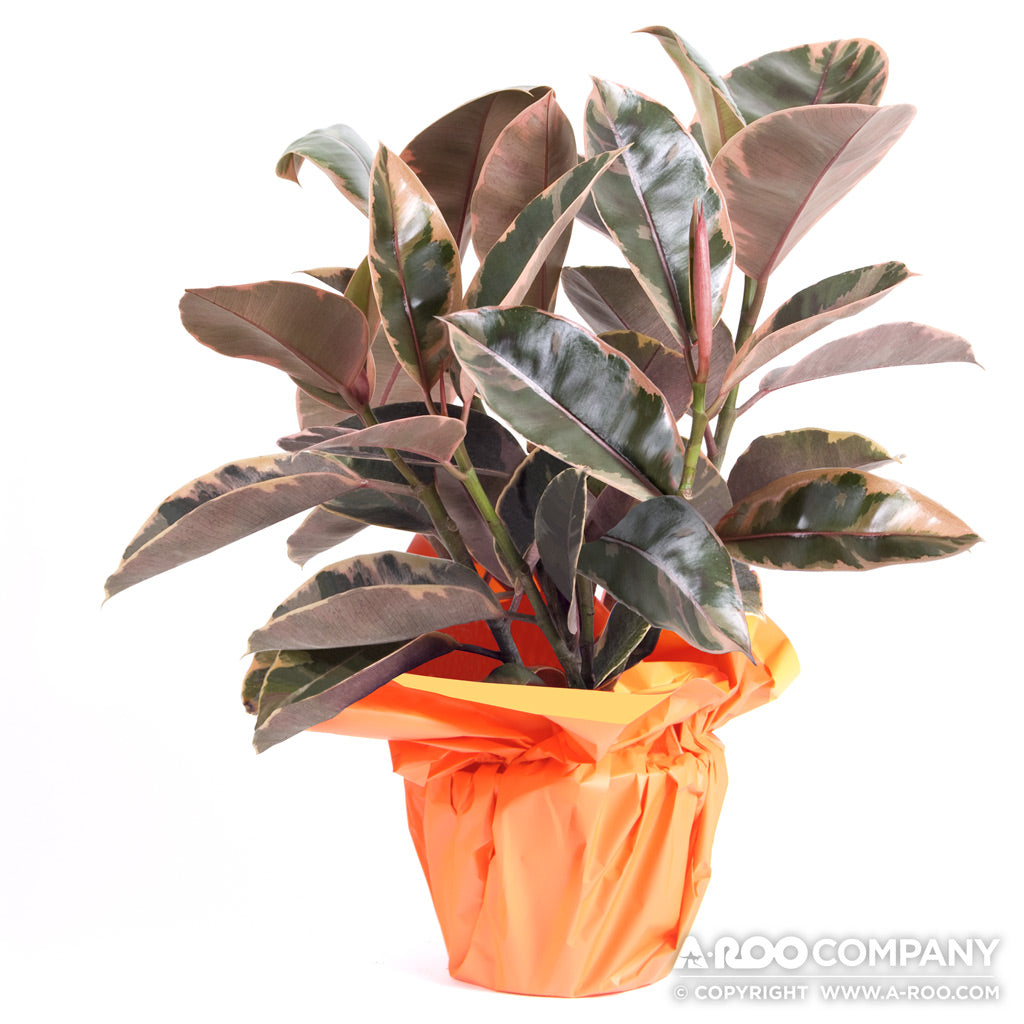Simplicity™ Decorative Liner Sheets