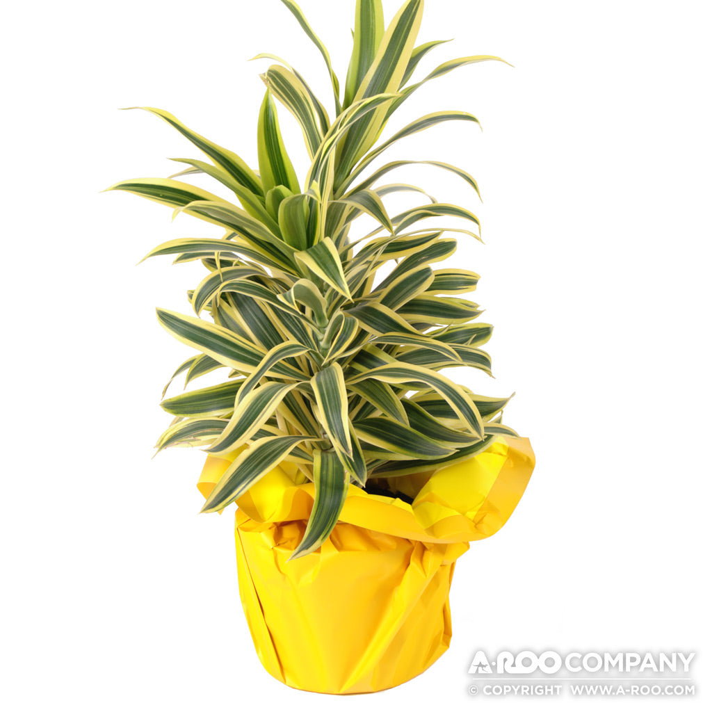 Simplicity™ Decorative Liner Sheets